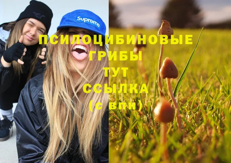 Псилоцибиновые грибы Psilocybine cubensis  Кузнецк 